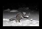Snowtime_017