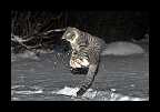 Snowtime_026