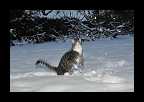 Snowtime_001