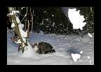 Snowtime_007