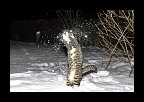 Snowtime_021