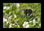 03_sommer_027