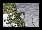 04_Vinter2010_012