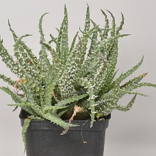 09a_750_4073