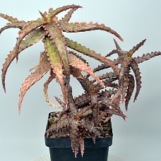 14b2_750_4150