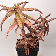 14b3_750_4150