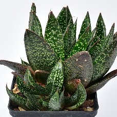02b_750_5179