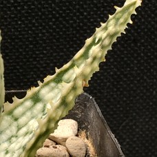 01b2_AltidUskarp_750_4236 Altid uskarp4