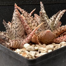 05a_AltidUskarp_750_4305 Altid uskarp1