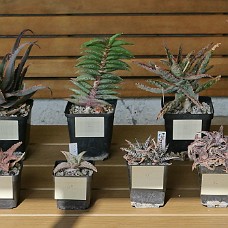 KaktusLineup Alle kaktusser