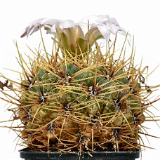 01_750_9257A_Select subj + Inv selection + Overstyr bagg med LightEQ