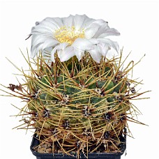 01_750_9262B_Select subj + Inv selection + Overstyr bagg med LightEQ