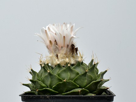 Kaktus03