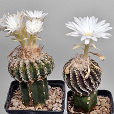 750_2671_Afblomstring31-07-2024_kl.0313