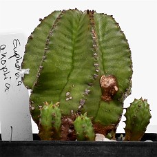 p01_750_2919_01b_HvidHimmel