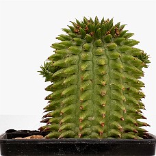 p06_750_2941_01b_HviidHimmel