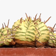 p09_750_2956_01_HvidHimmel