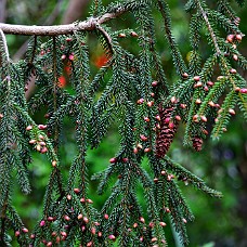 750_2525b