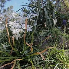 Havevandring_Take2_Klip03 Secret Garden Rundtur 3