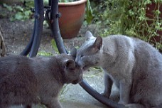 Dulle (1994-2012), Basse (1994-2009), Søster & bror, og børn af Gråmis.