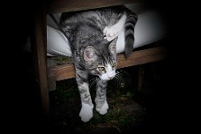 OurCats_053