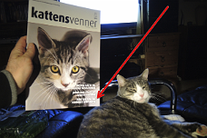 'Fister' i Kattens-venner marts 2019 'Fister' på forsiden af Kattens-venner marts 2019, med skræmmende sygdomsprofeti.
