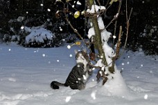 Snowtime_011 Læg mærke til 'dræberblikket'.