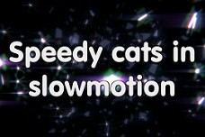 Speedycats in slowmotion Speedy cats i slowmotion