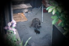 OurCats_6 ... da huset endnu ikke havde kattelem, ville Gråmis (der var udekat) være låst inde når vi tog på arbejde, hvorfor vi bar killingerne op i det åbne skur, hvor...